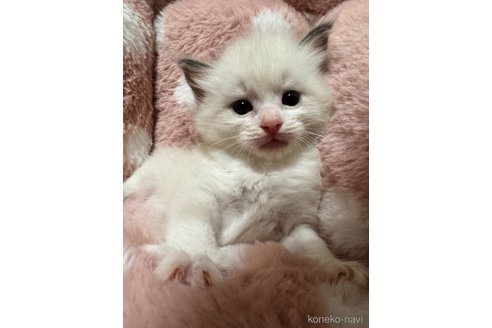 販売中の三重県のラグドール-117218の5枚目